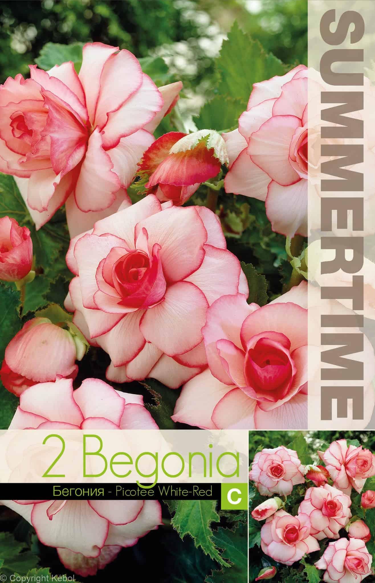 Begonia Picotee White-Red - RB