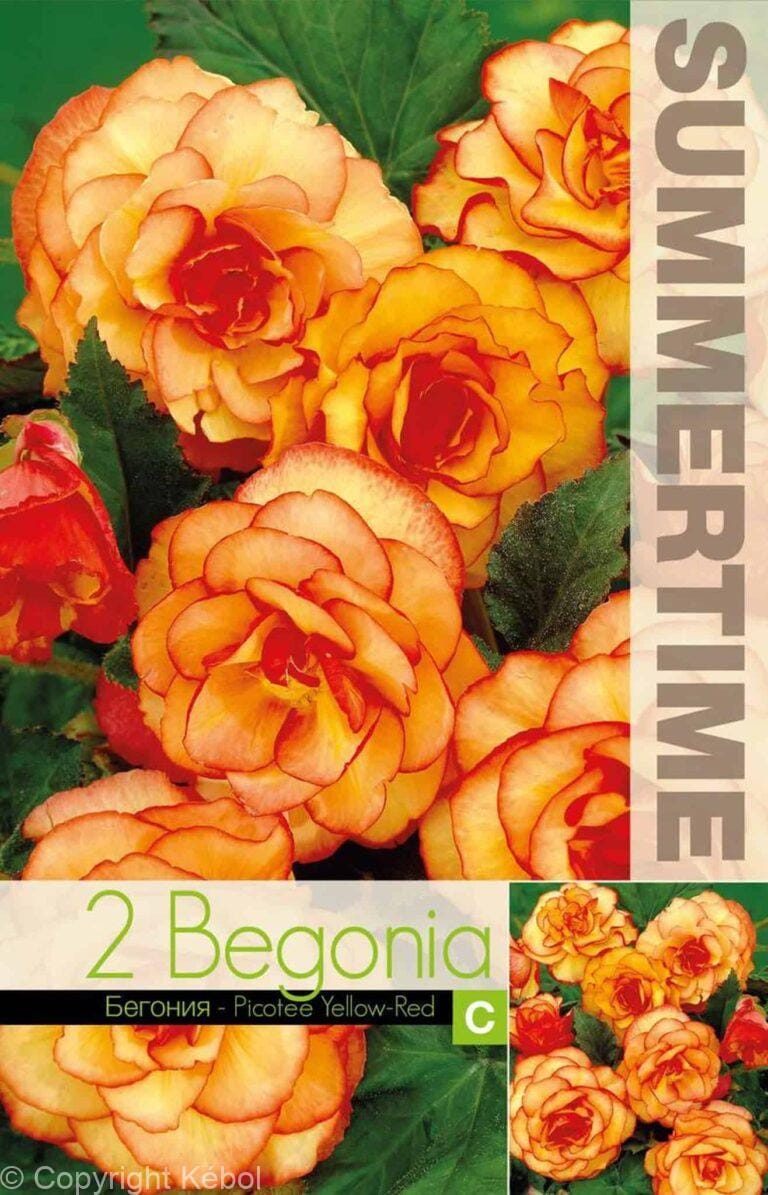 Begonia Picotee Yellow-Red - RB