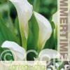 Zantedeschia Crystal Blush - RB