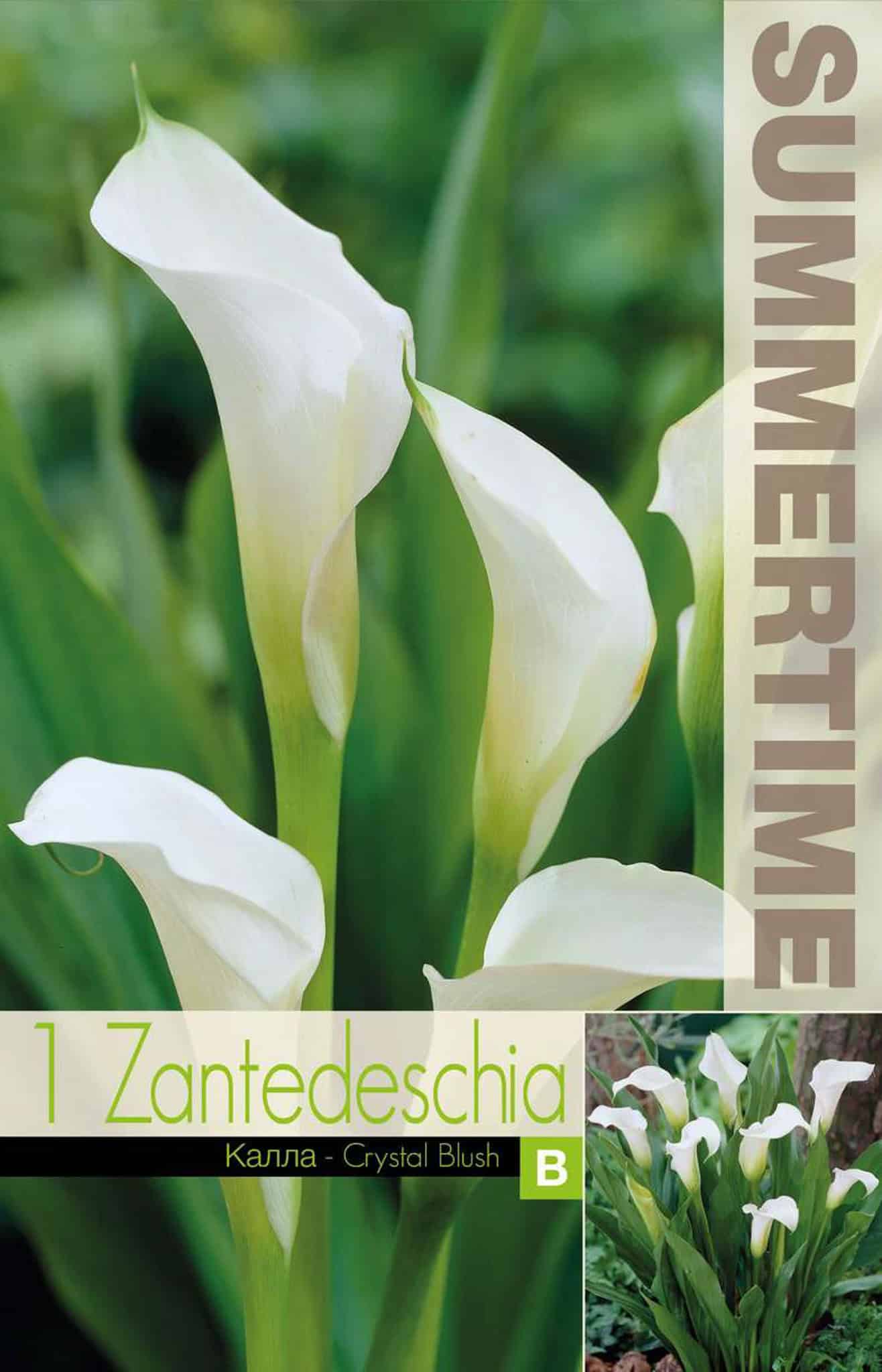 Zantedeschia Crystal Blush - RB