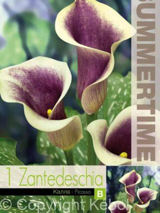 Zantedeschia Picasso - RB