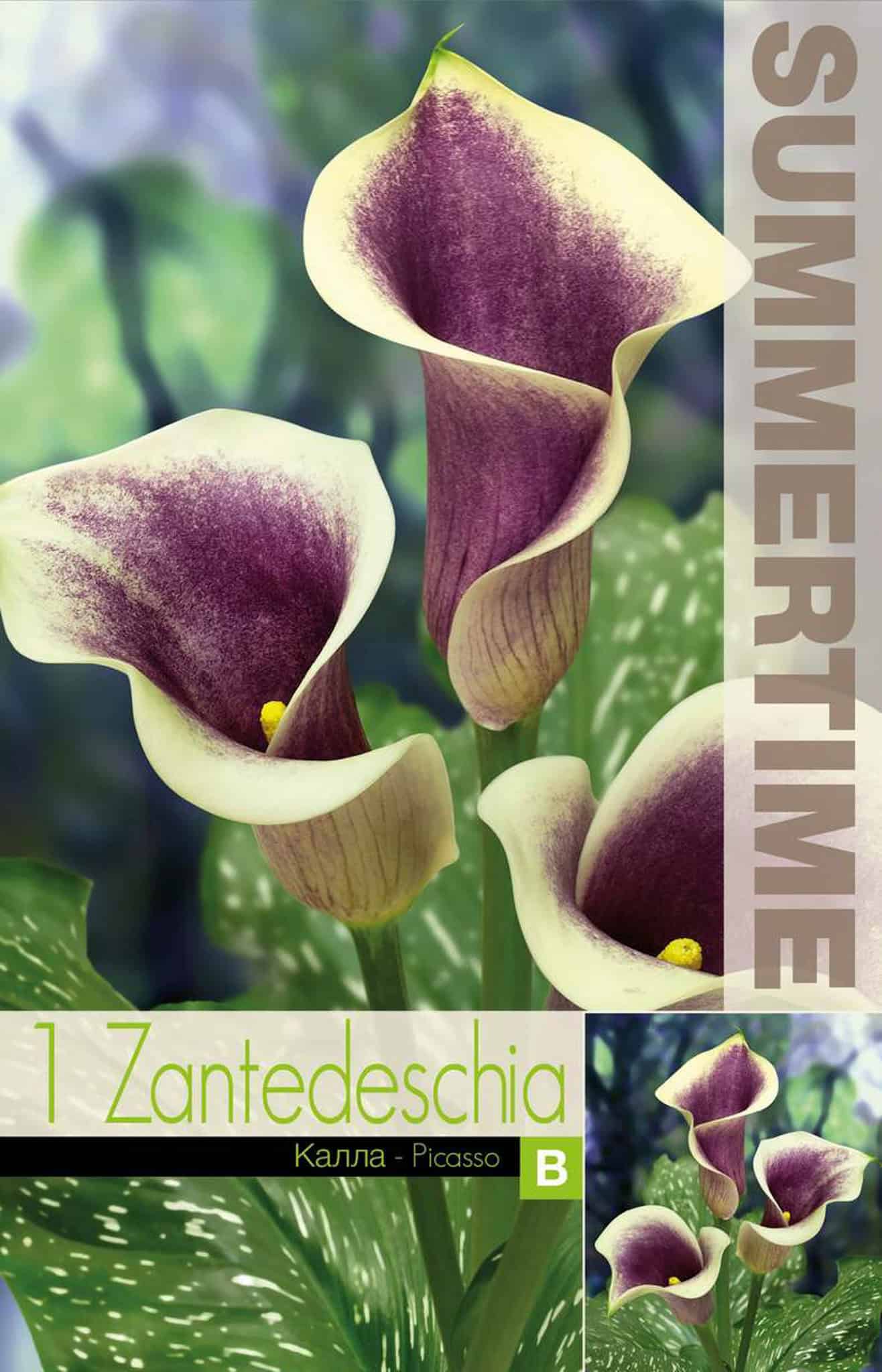 Zantedeschia Picasso - RB