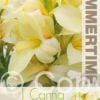 Canna Ambassadour - RB