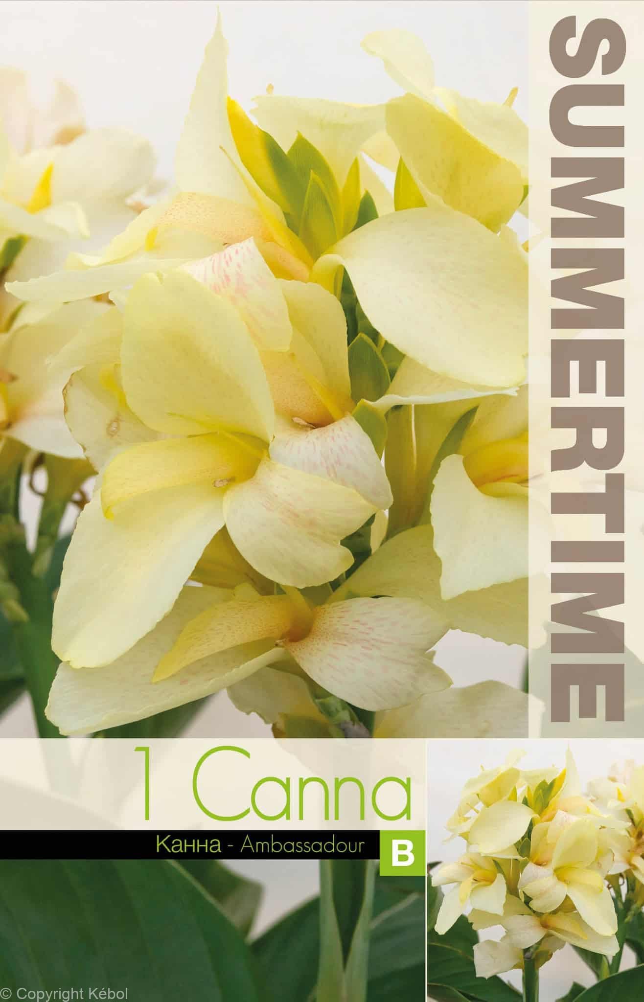 Canna Ambassadour - RB