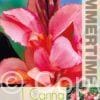 Canna Champion - RB