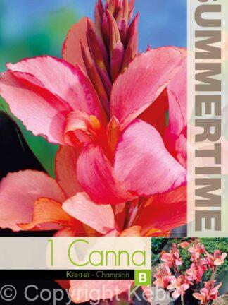 Canna Champion - RB