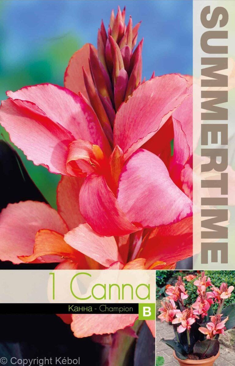 Canna Champion - RB