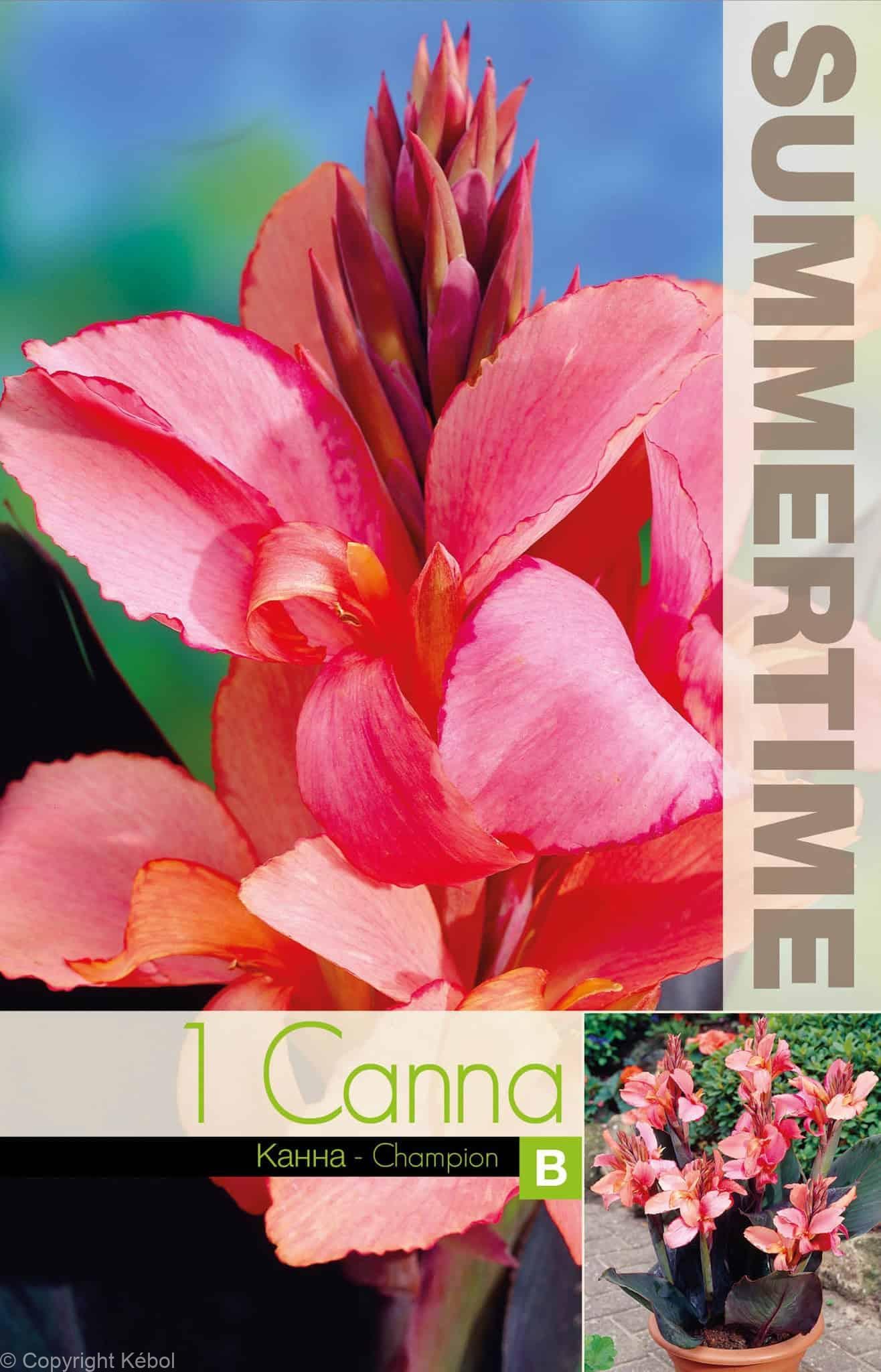 Canna Champion - RB