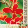 Canna Lucifer - RB