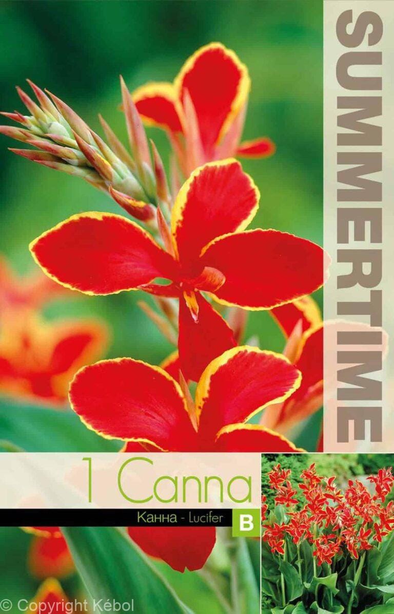 Canna Lucifer - RB
