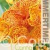 Canna Picasso - RB