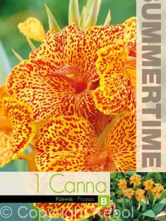 Canna Picasso - RB