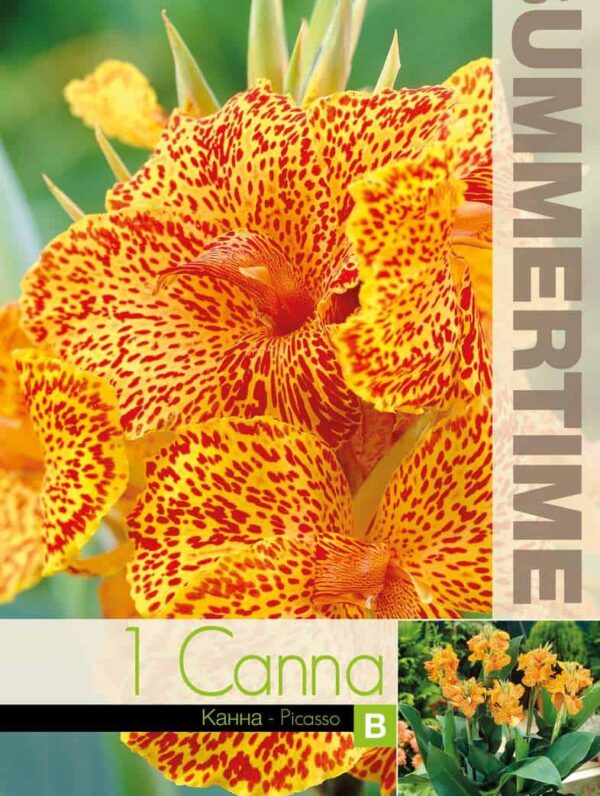 Canna Picasso - RB