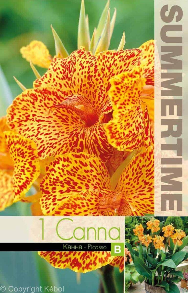 Canna Picasso - RB