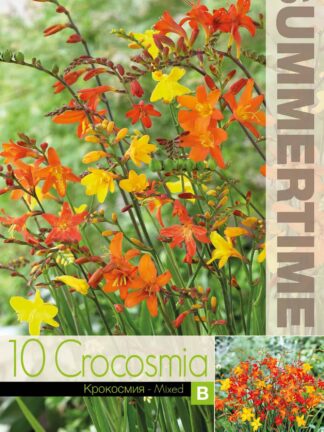 Crocosmia Bigflowering - RB
