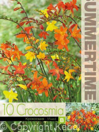 Crocosmia Bigflowering - RB
