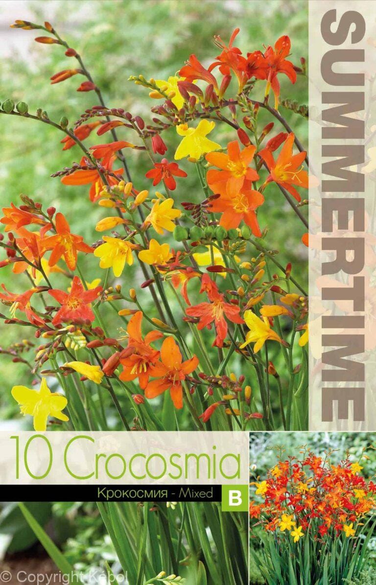 Crocosmia Bigflowering - RB