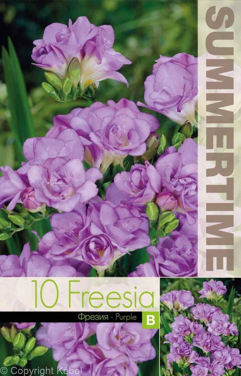 Freesia Double Purple - RB
