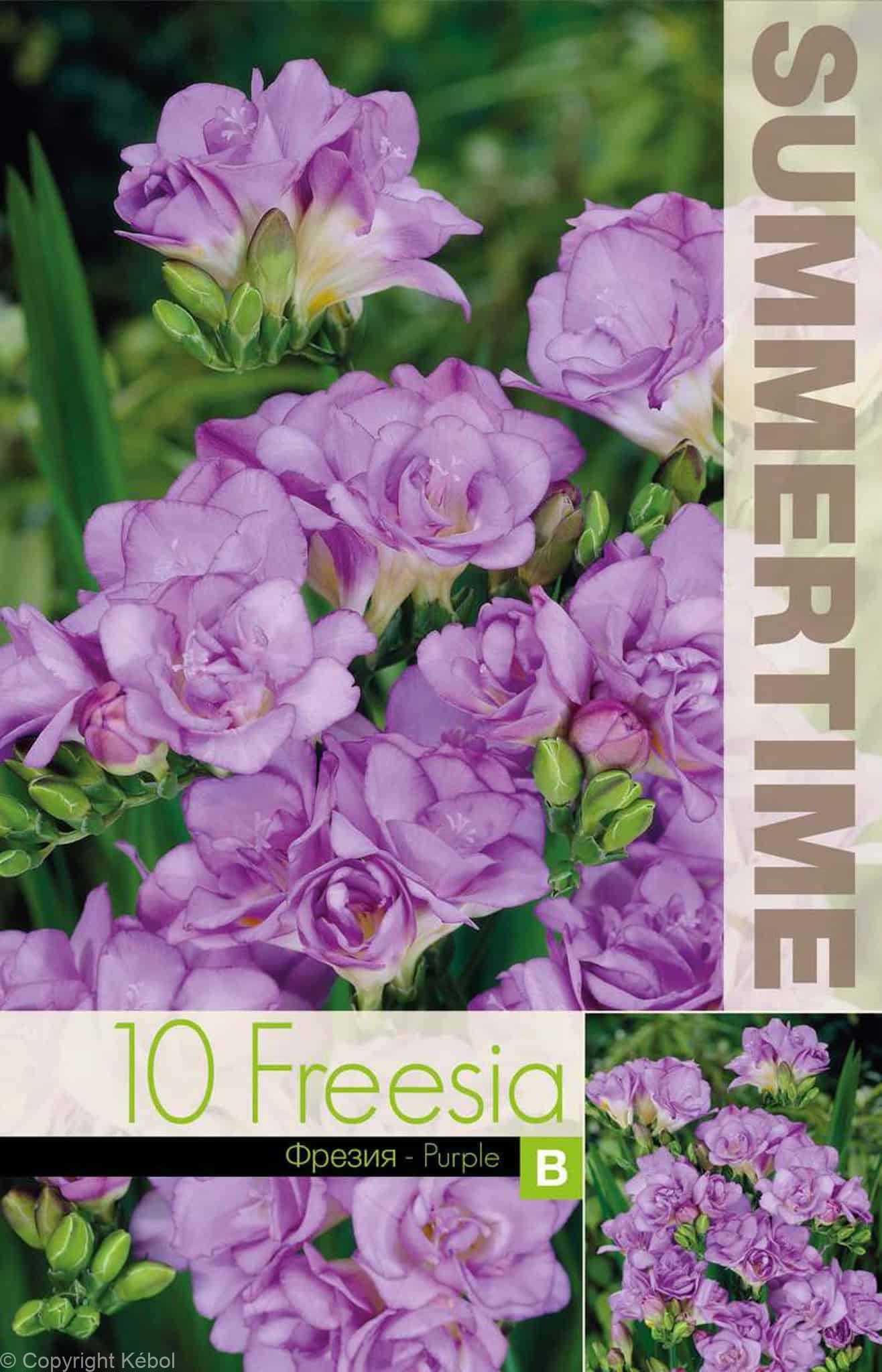 Freesia Double Purple - RB