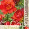 Freesia Double Red - RB