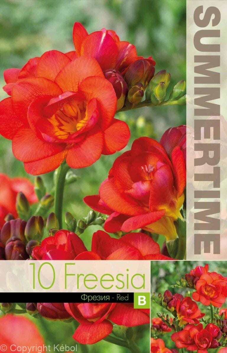 Freesia Double Red - RB
