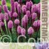 Liatris Spicata - RB