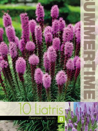 Liatris Spicata - RB