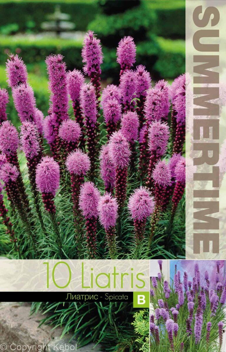 Liatris Spicata - RB
