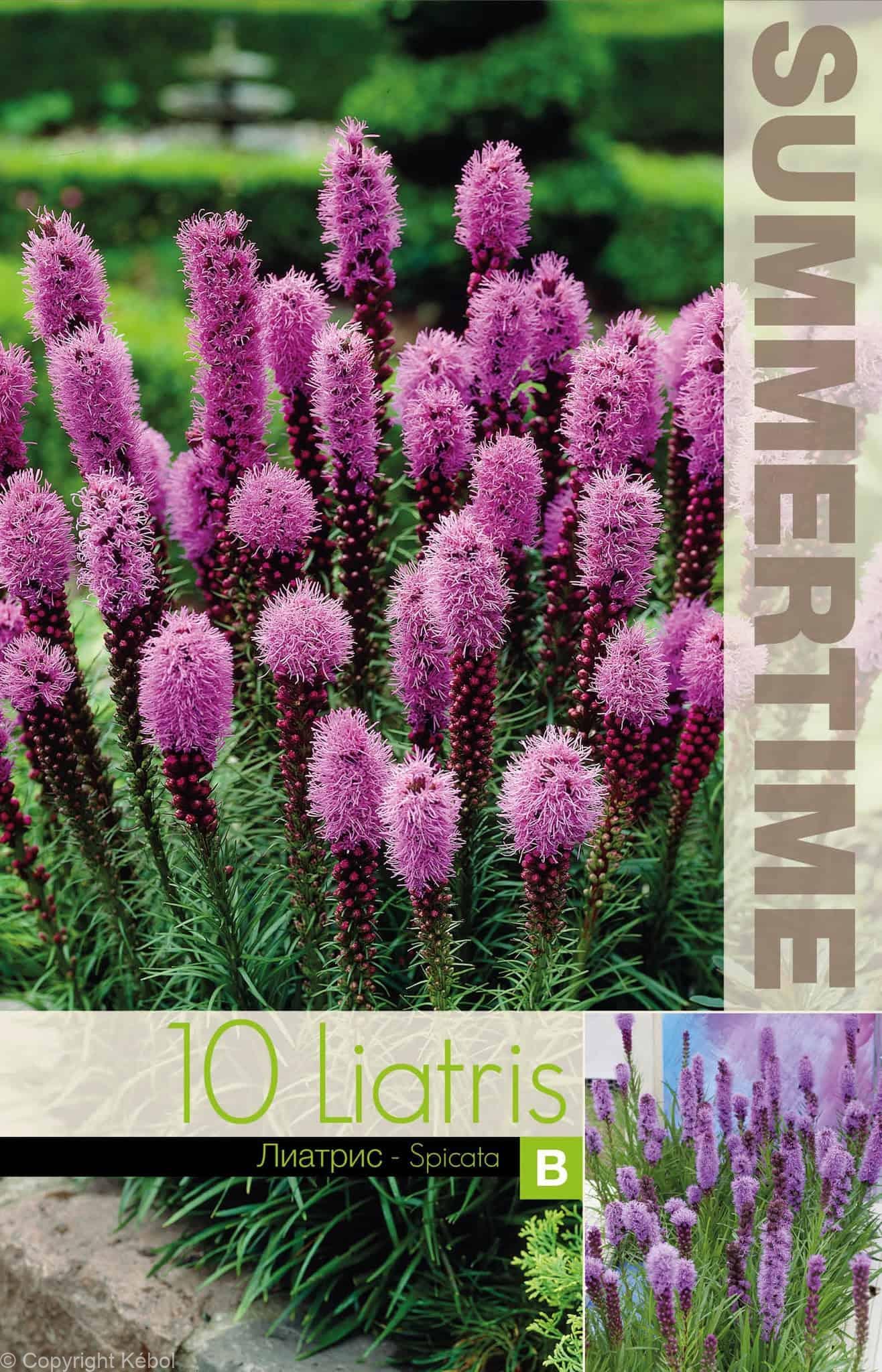 Liatris Spicata - RB