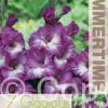 Gladiolus Anouk - RB