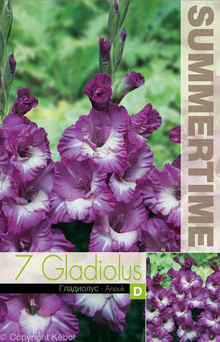 Gladiolus Anouk - RB