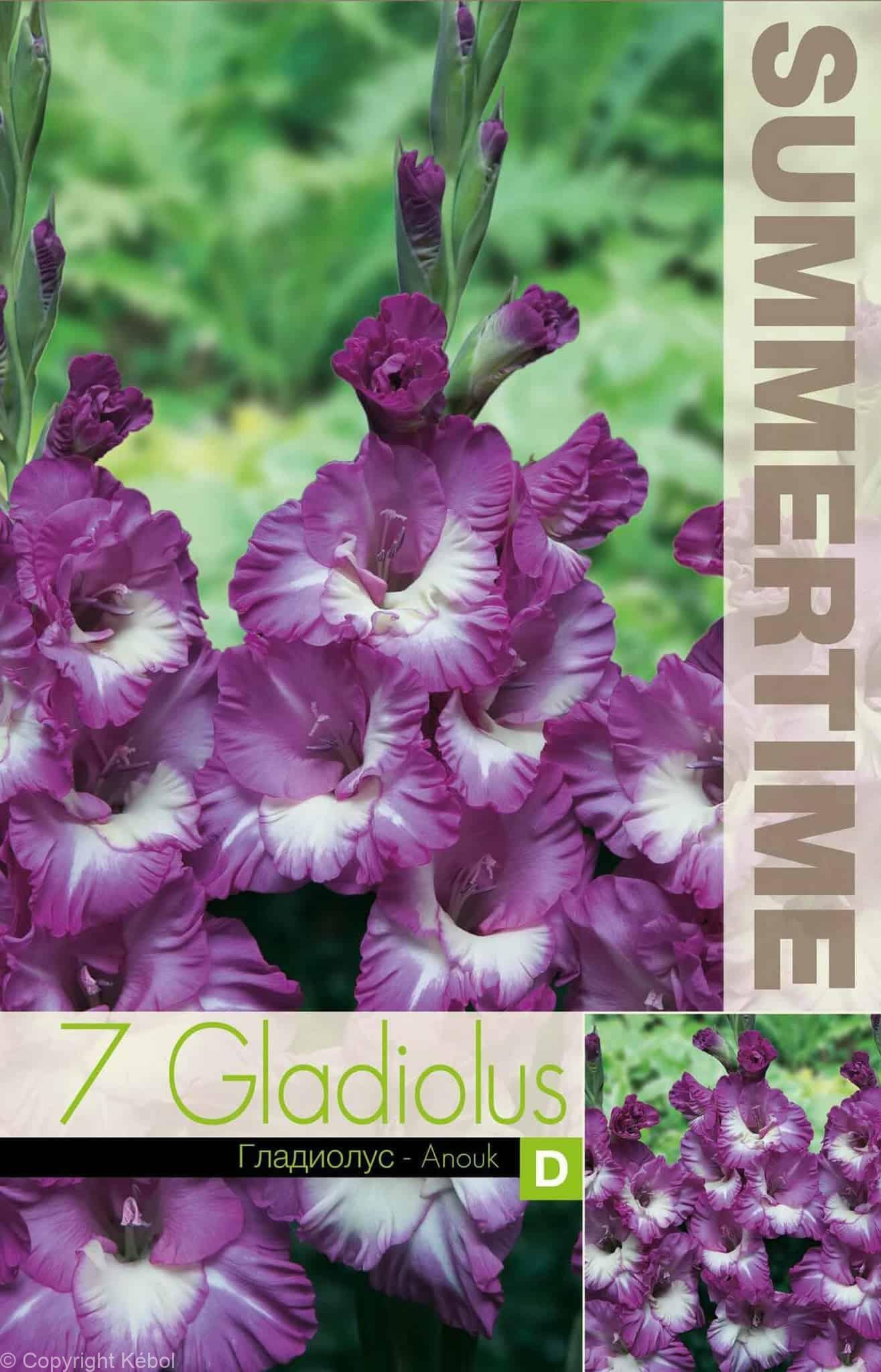 Gladiolus Anouk - RB