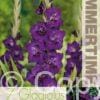 Gladiolus Mombasa - RB