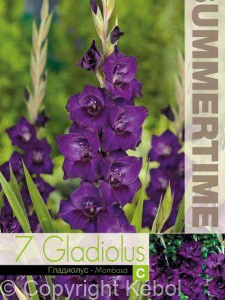 Gladiolus Mombasa - RB