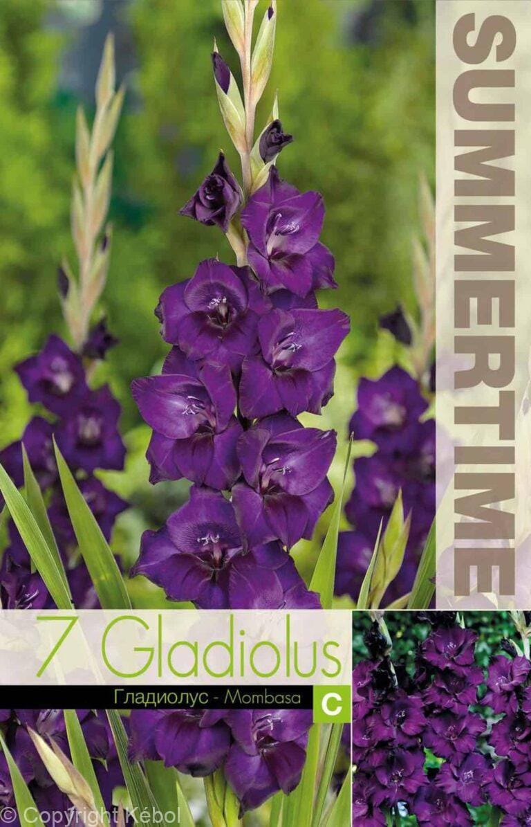 Gladiolus Mombasa - RB