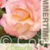 Begonia Picotee Pastel Salmon - RB