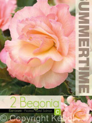 Begonia Picotee Pastel Salmon - RB