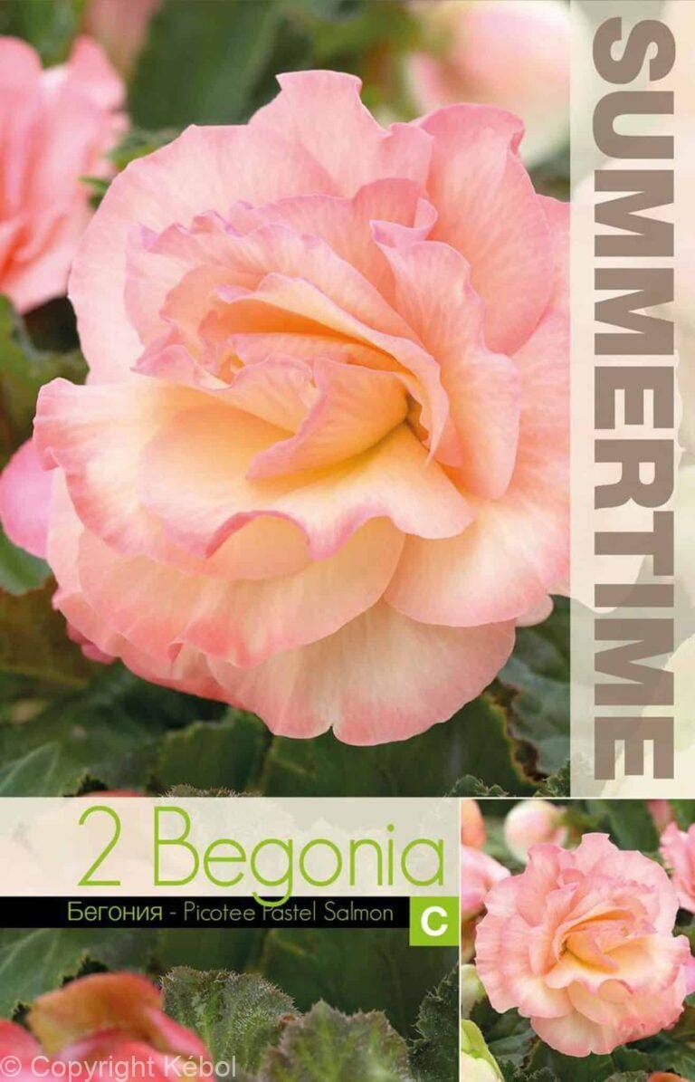Begonia Picotee Pastel Salmon - RB