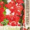Gladiolus Zizanie - RB