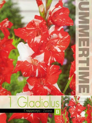 Gladiolus Zizanie - RB