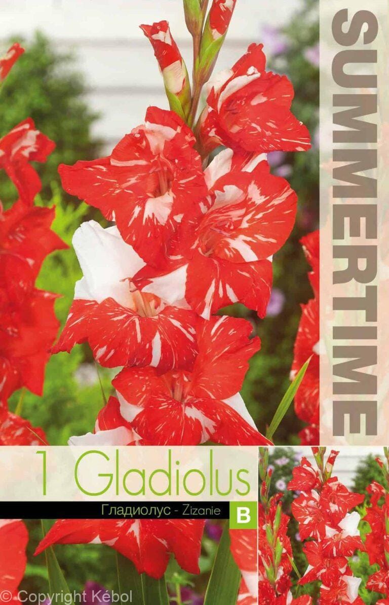 Gladiolus Zizanie - RB