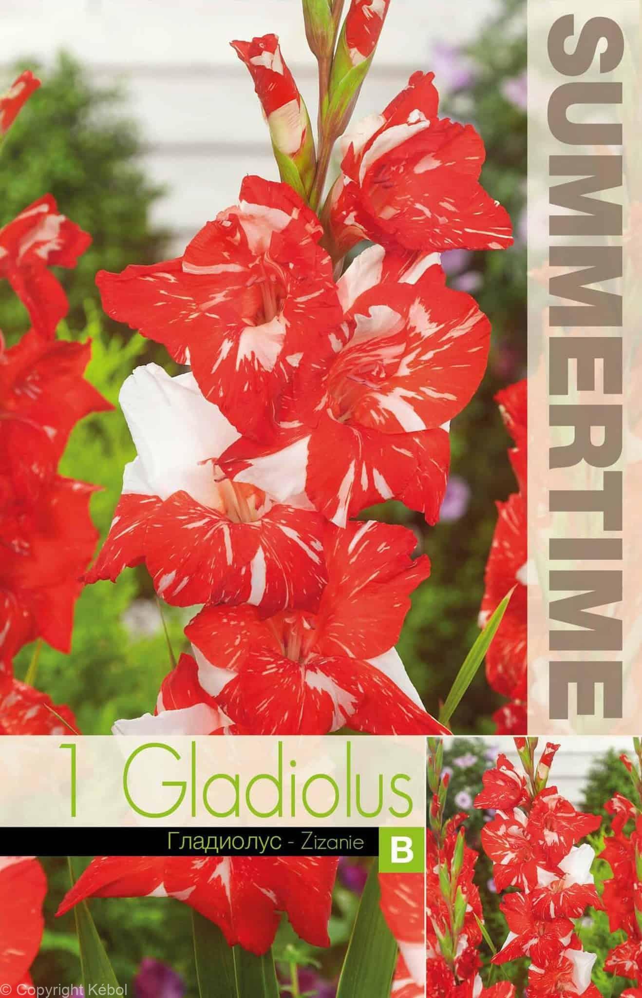 Gladiolus Zizanie - RB