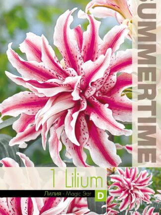 Lilium Magic Star - RB