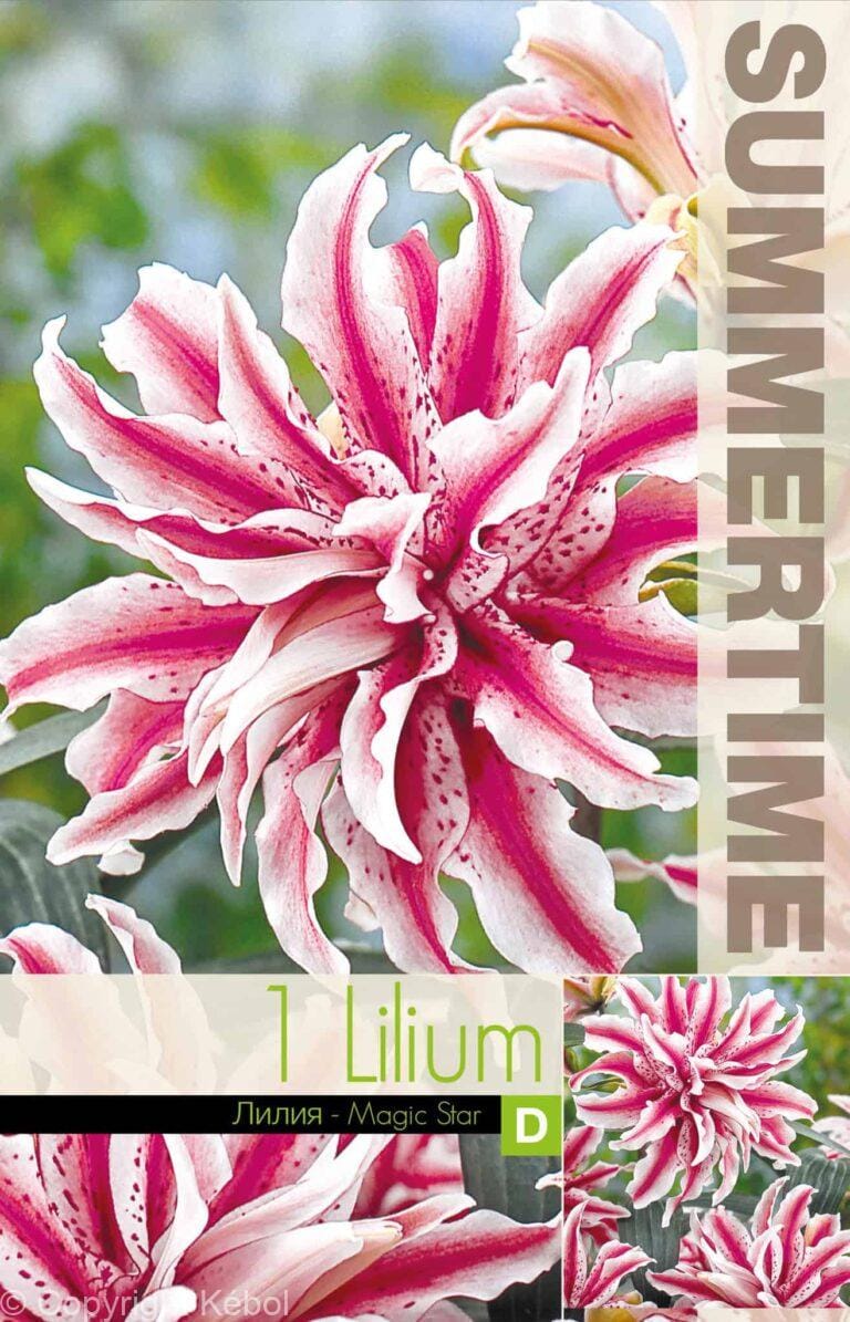 Lilium Magic Star - RB