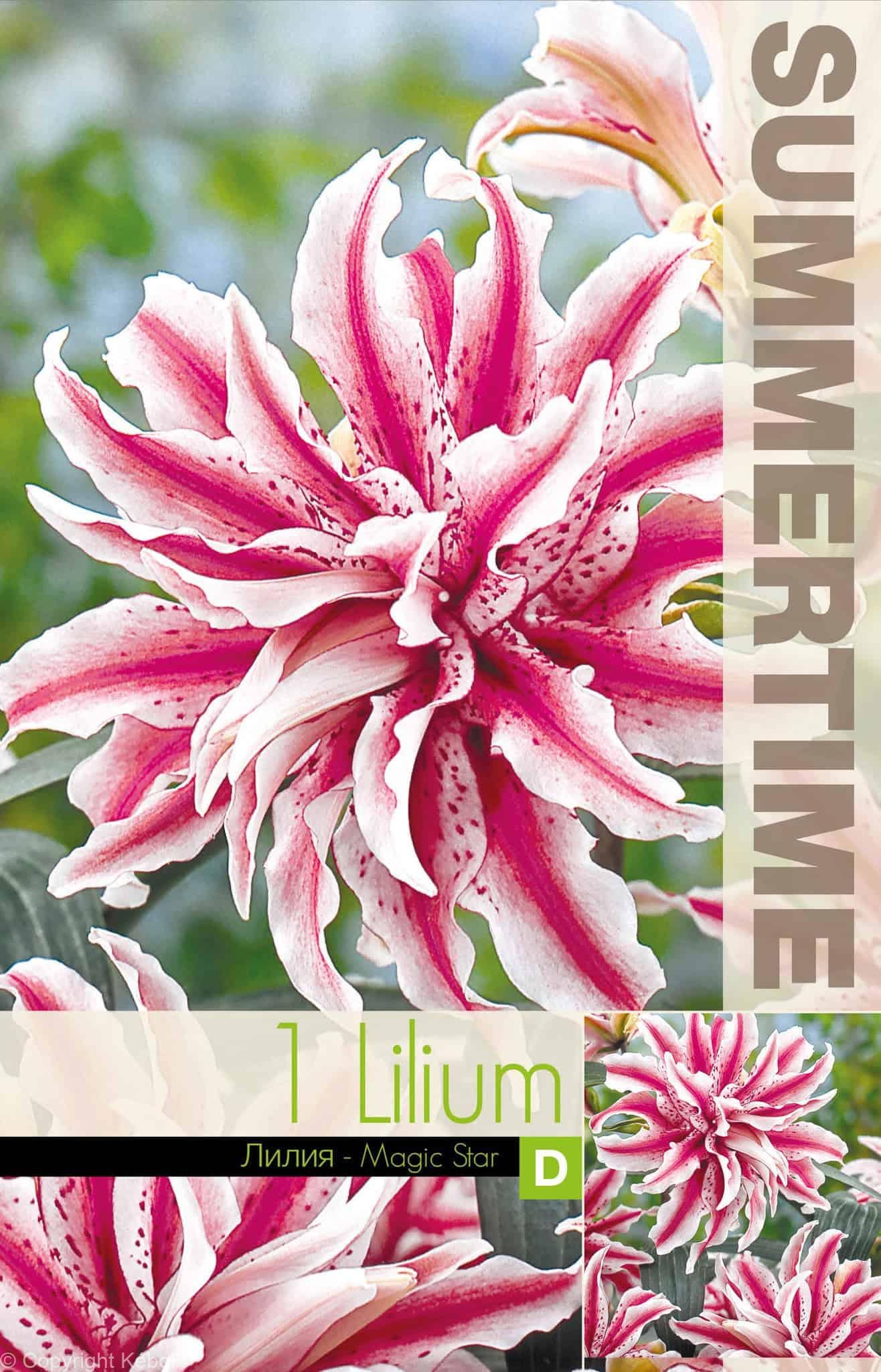 Lilium Magic Star - RB