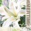 Lilium Polar Star - RB