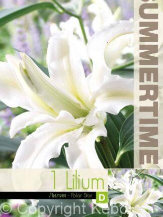 Lilium Polar Star - RB