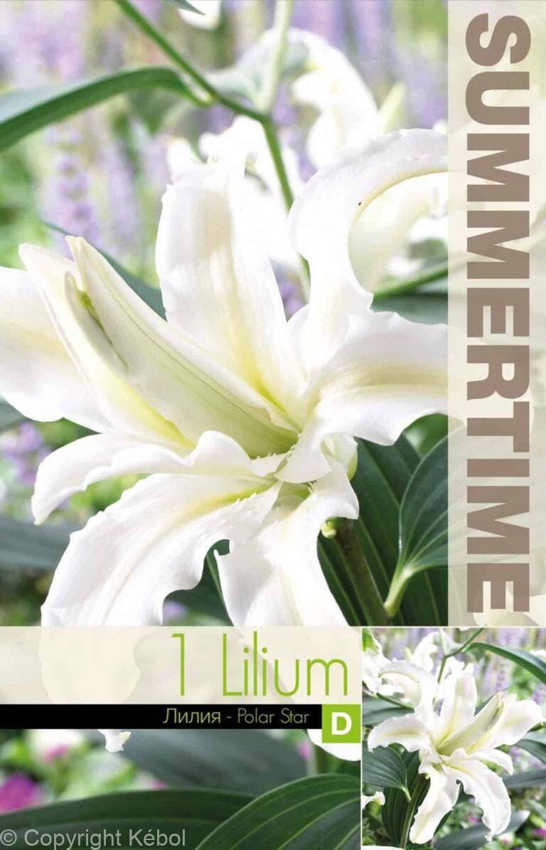 Lilium Polar Star - RB