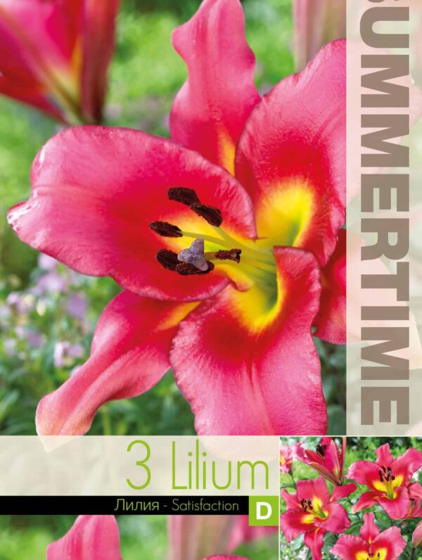 Lilium Satisfaction - RB