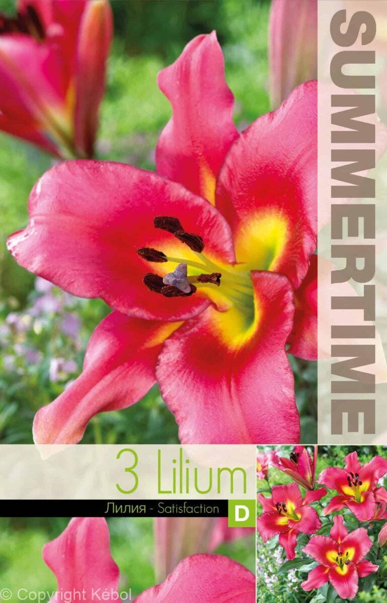 Lilium Satisfaction - RB